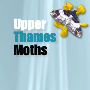 (c) Upperthamesmoths.co.uk